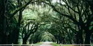 Savannah